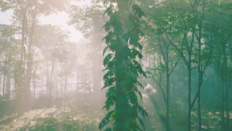 In-Einem-Regenwald,-Der-Mit-Hellgrünem-Moos-Bedeckt-Ist